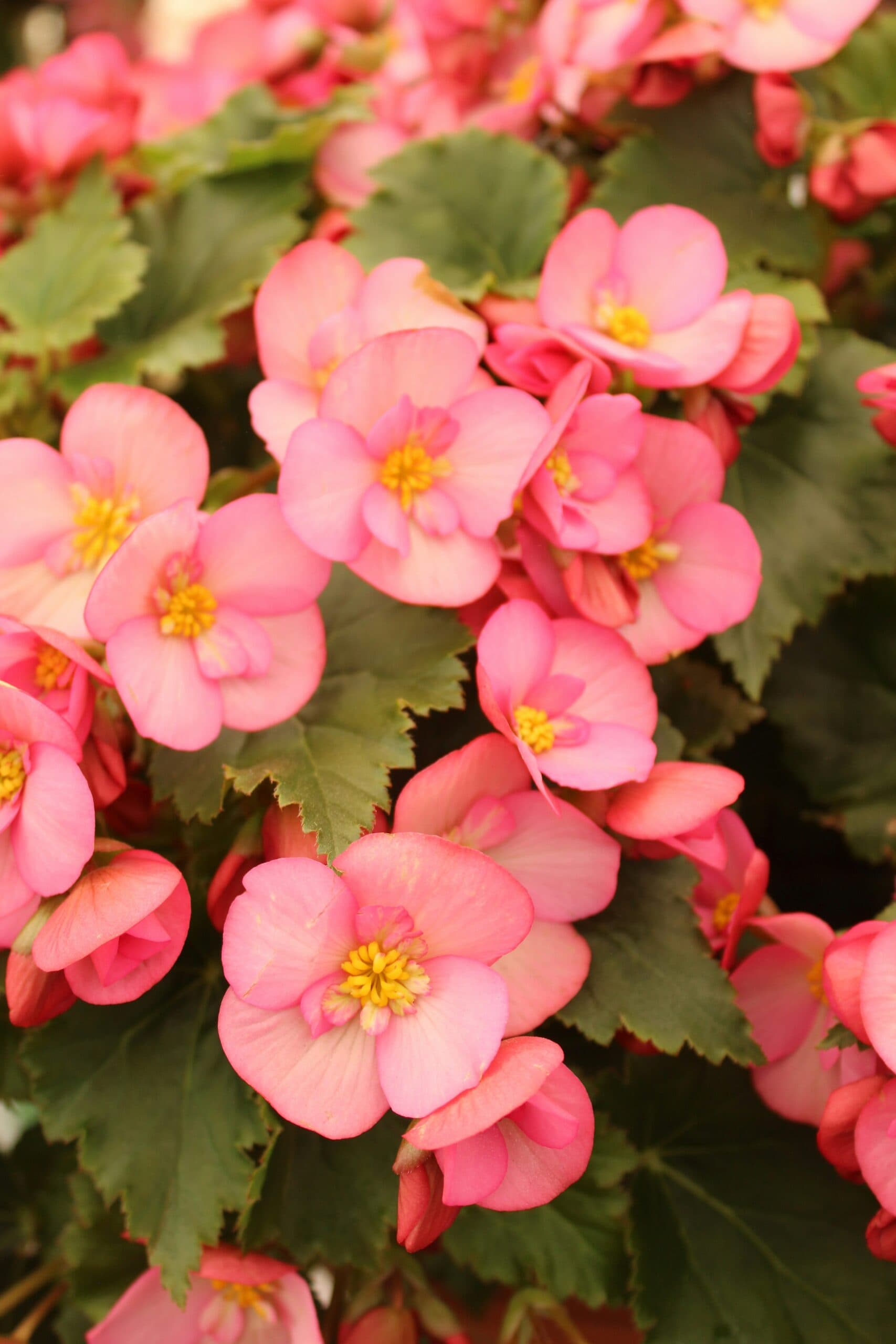 Begonia (Red)