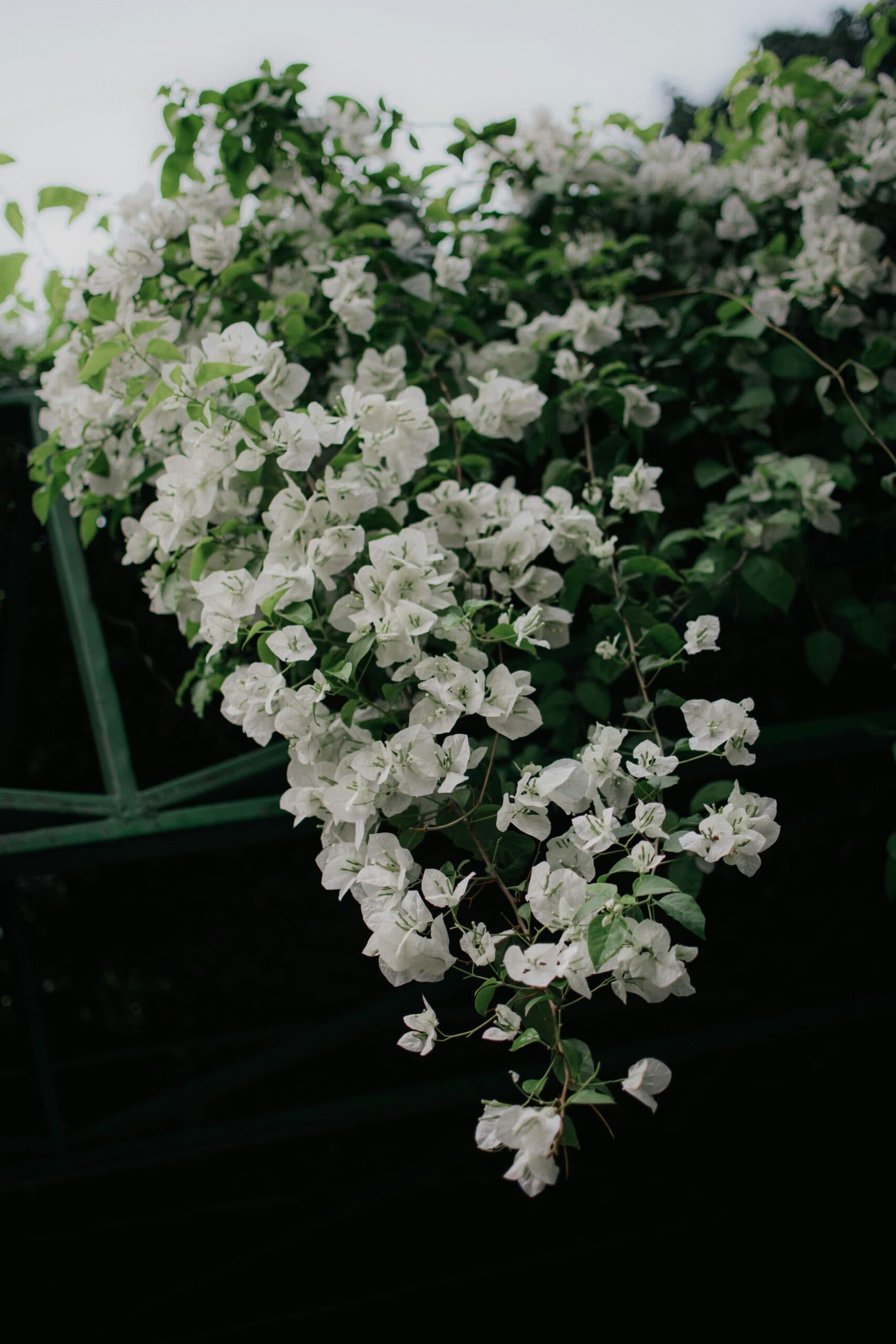 Bougainvillea Climber