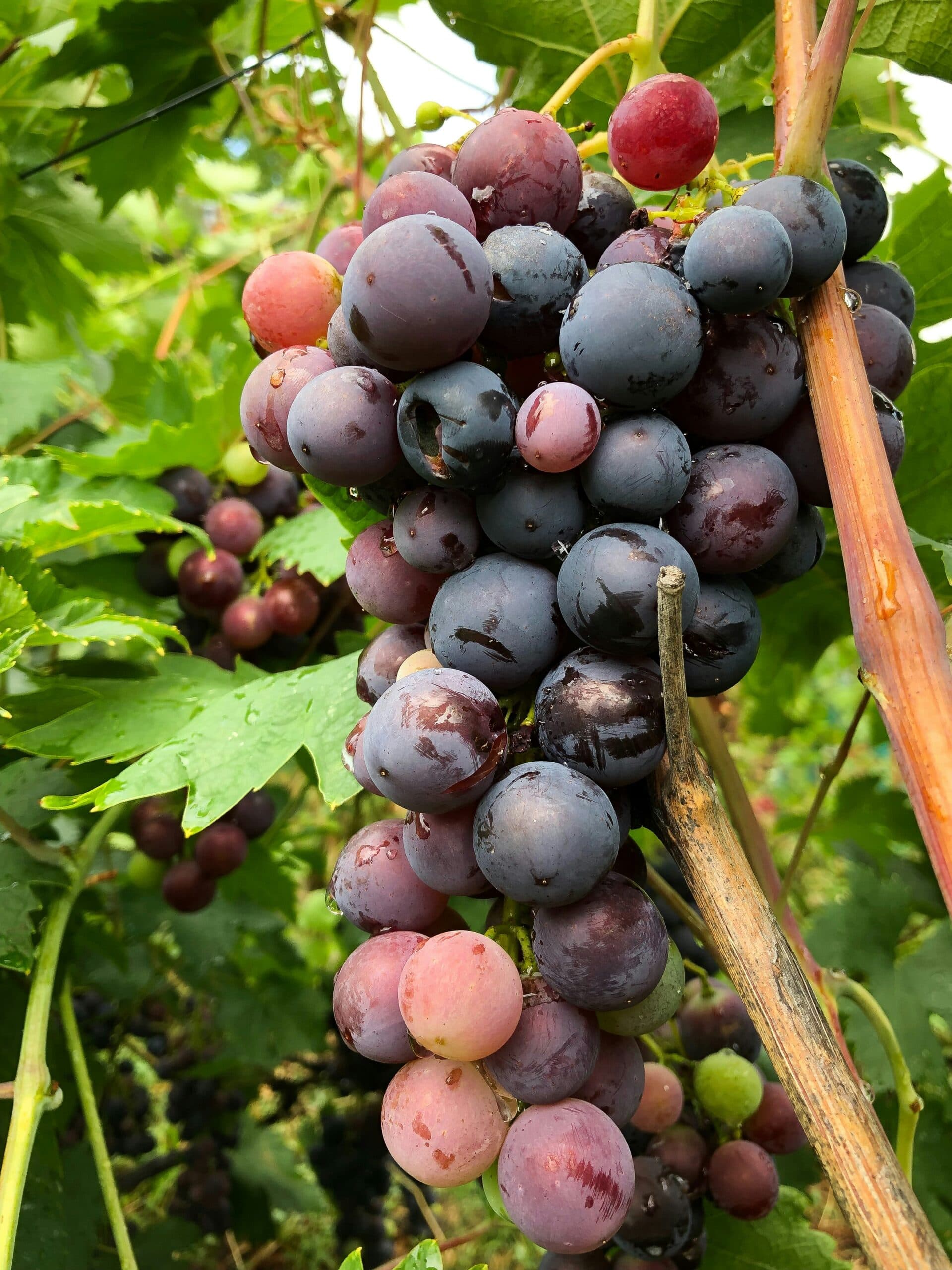 Grapes (Black)