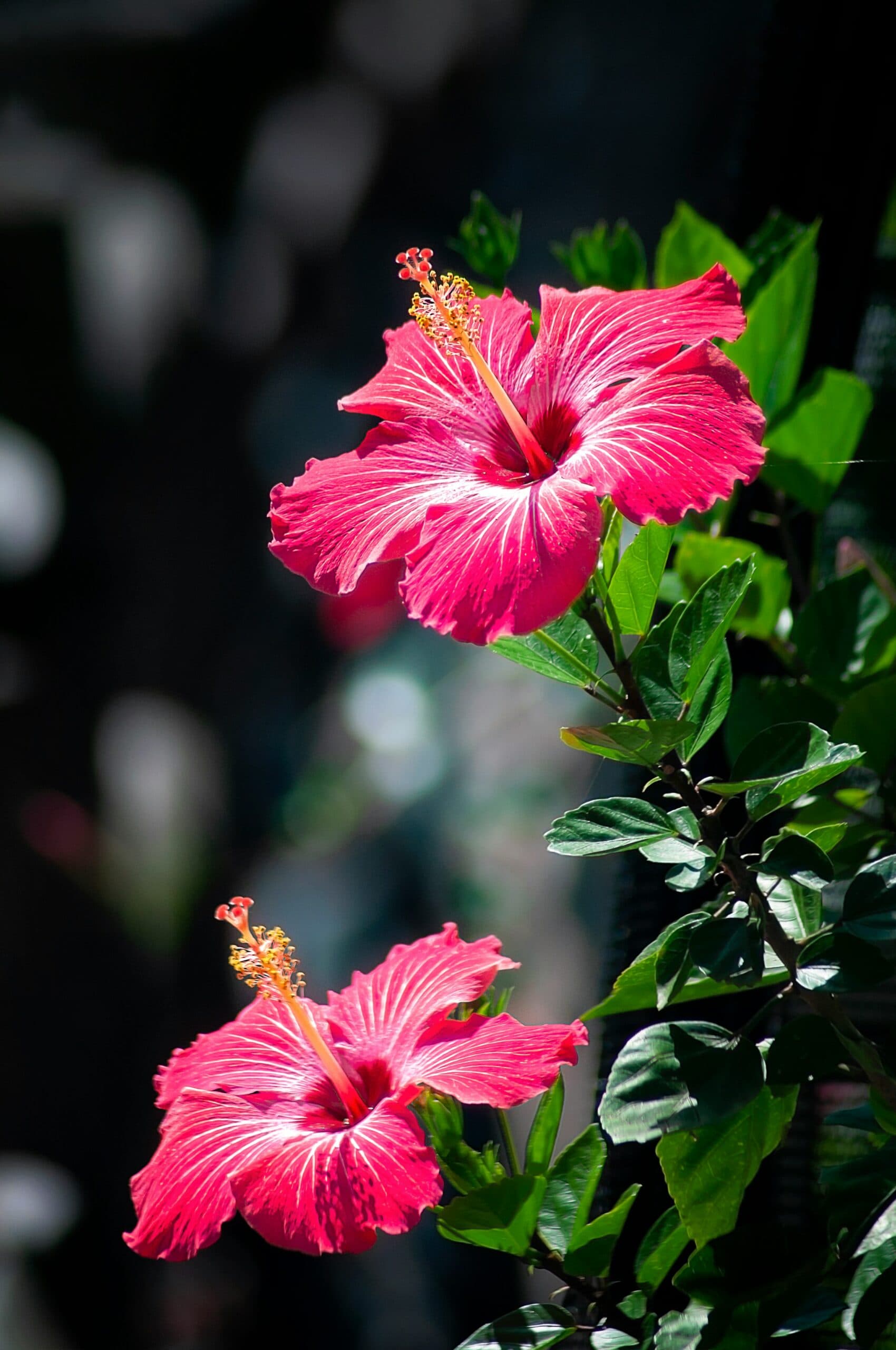 Hibiscus