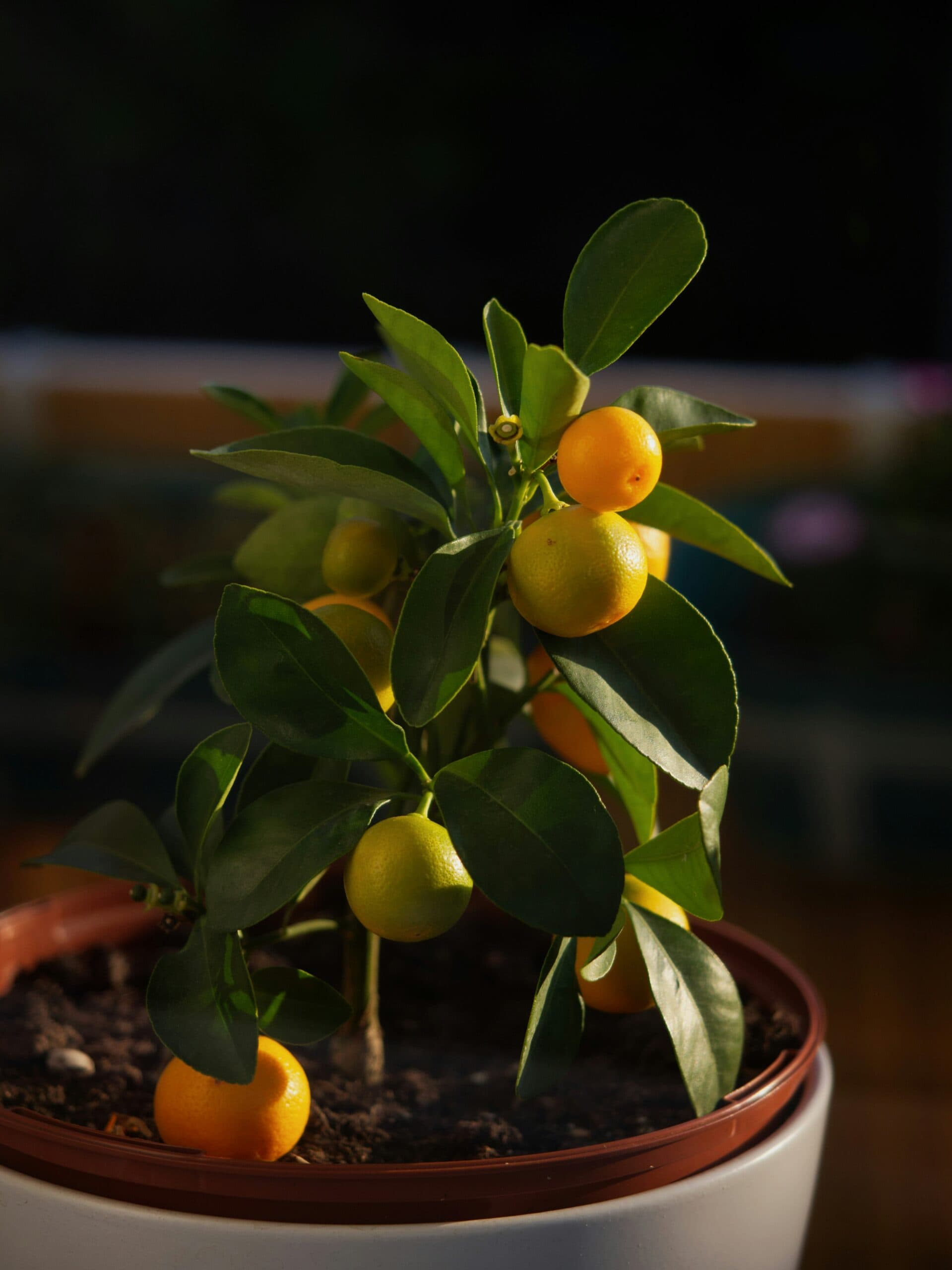 Lemon