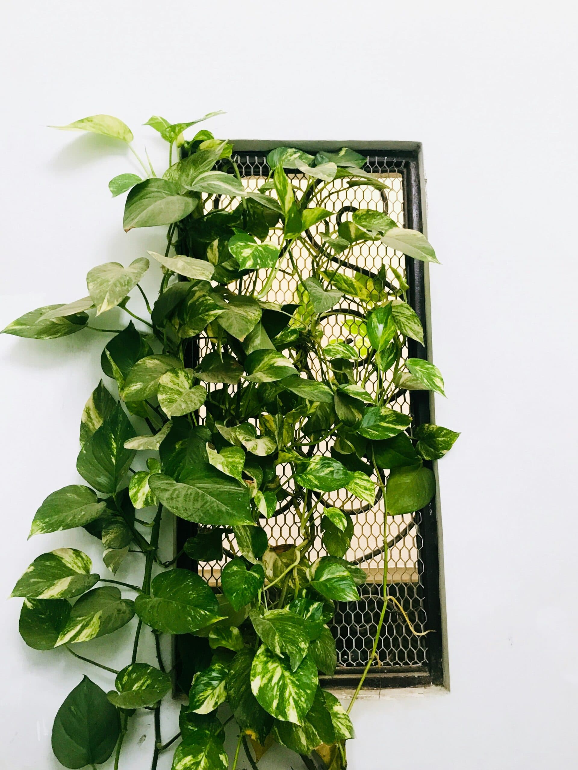 Money Plant