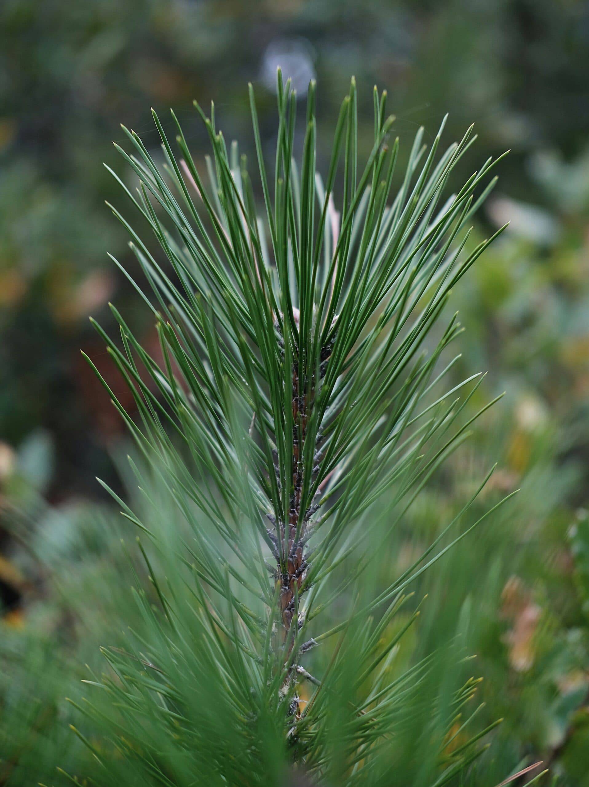 Pencil Palm