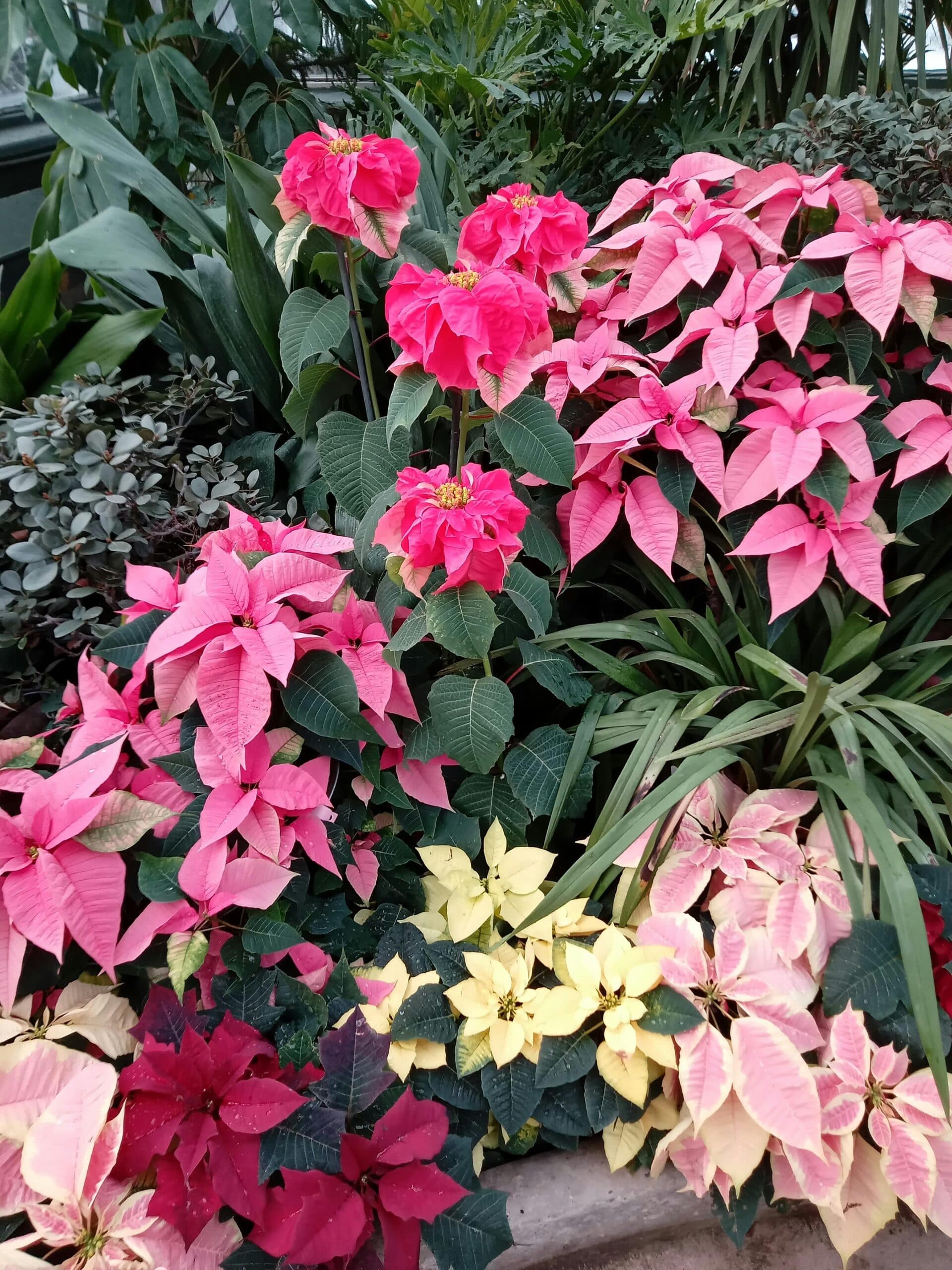Poinsettia