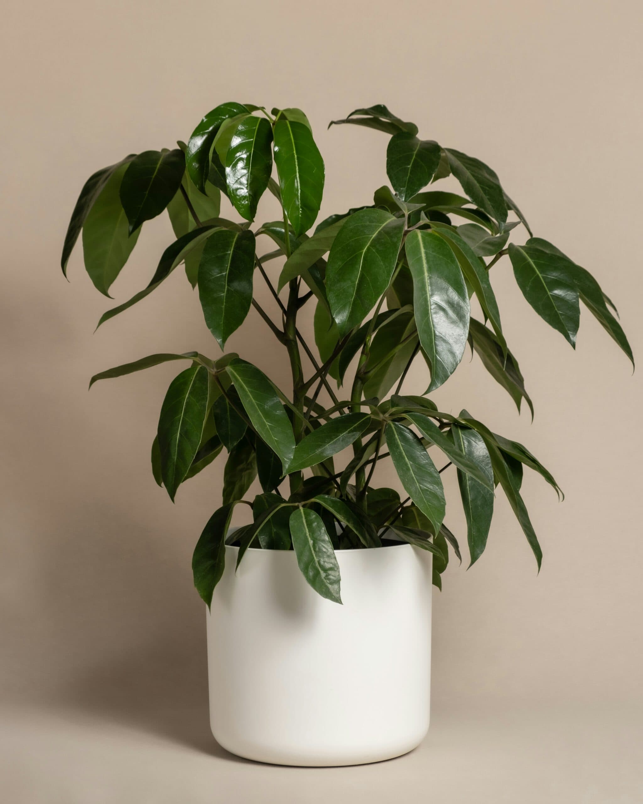 Schefflera