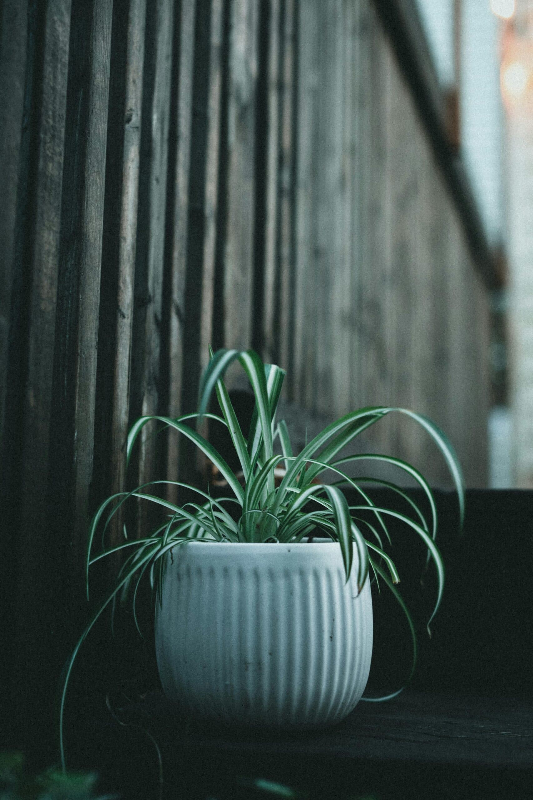Spider Plant