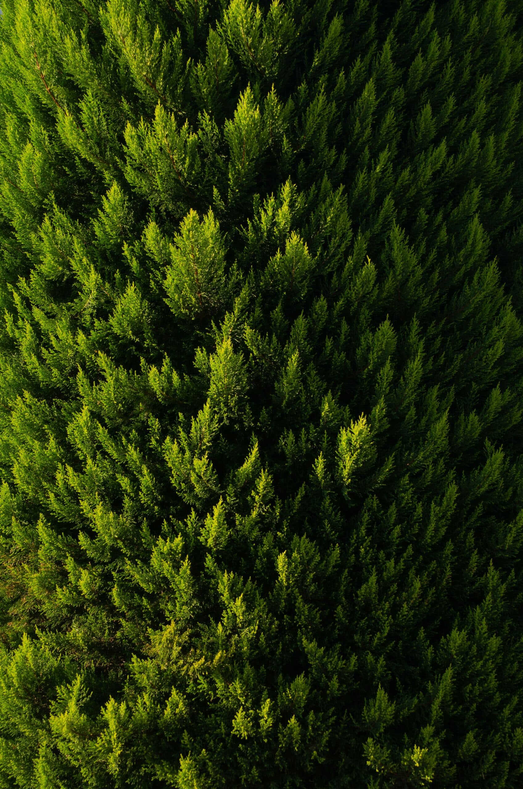 Golden Thuja