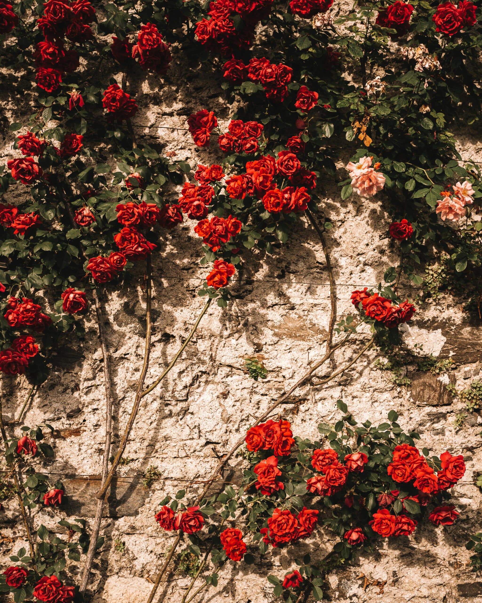 Climber Rose