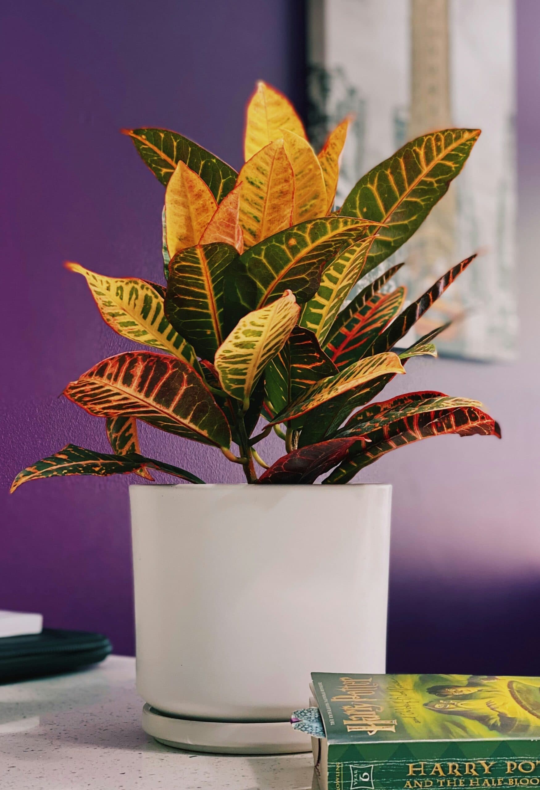 Croton
