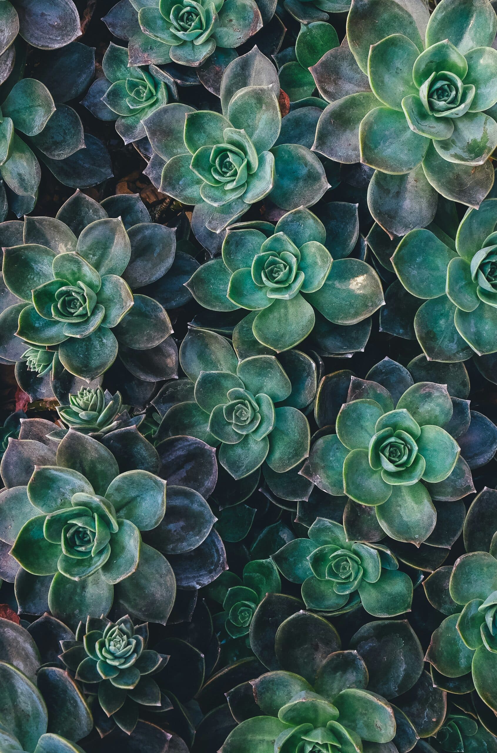 Jade