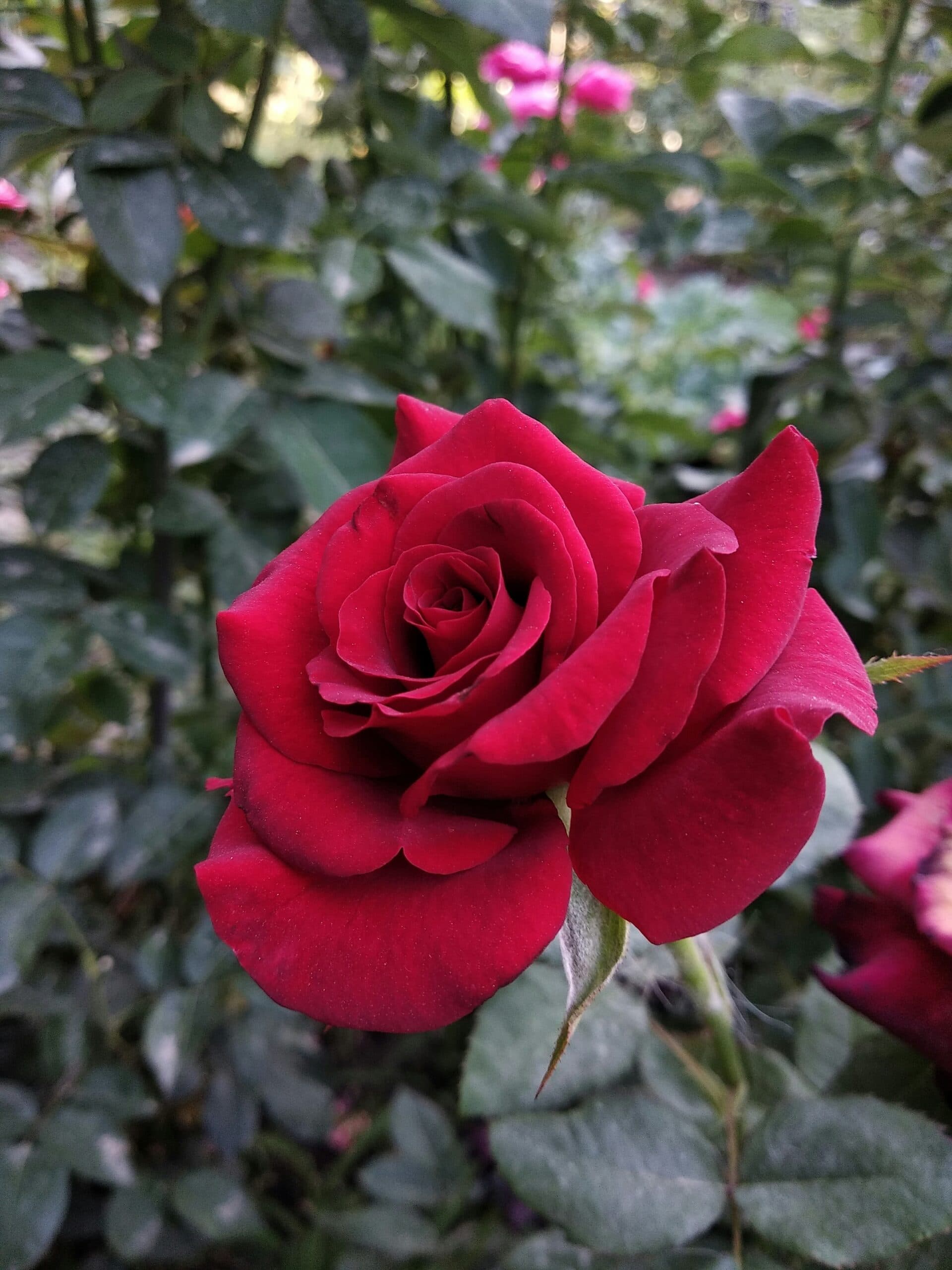 Rose Plant