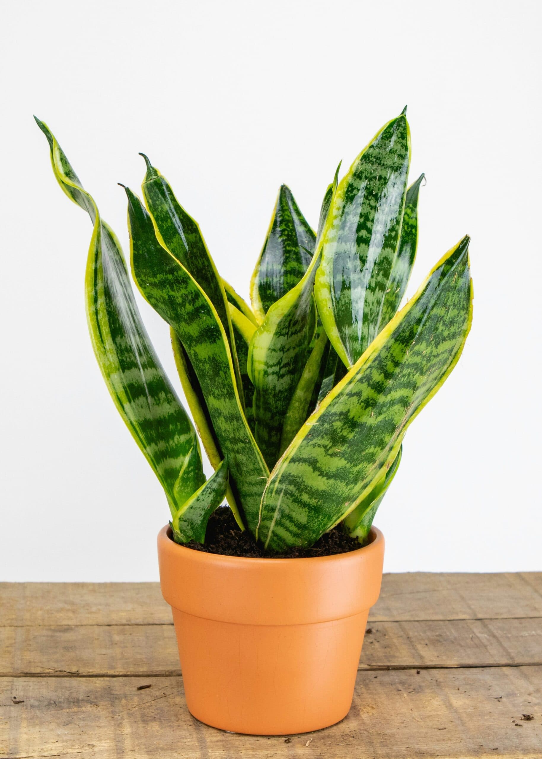 Snake Plant (Big)