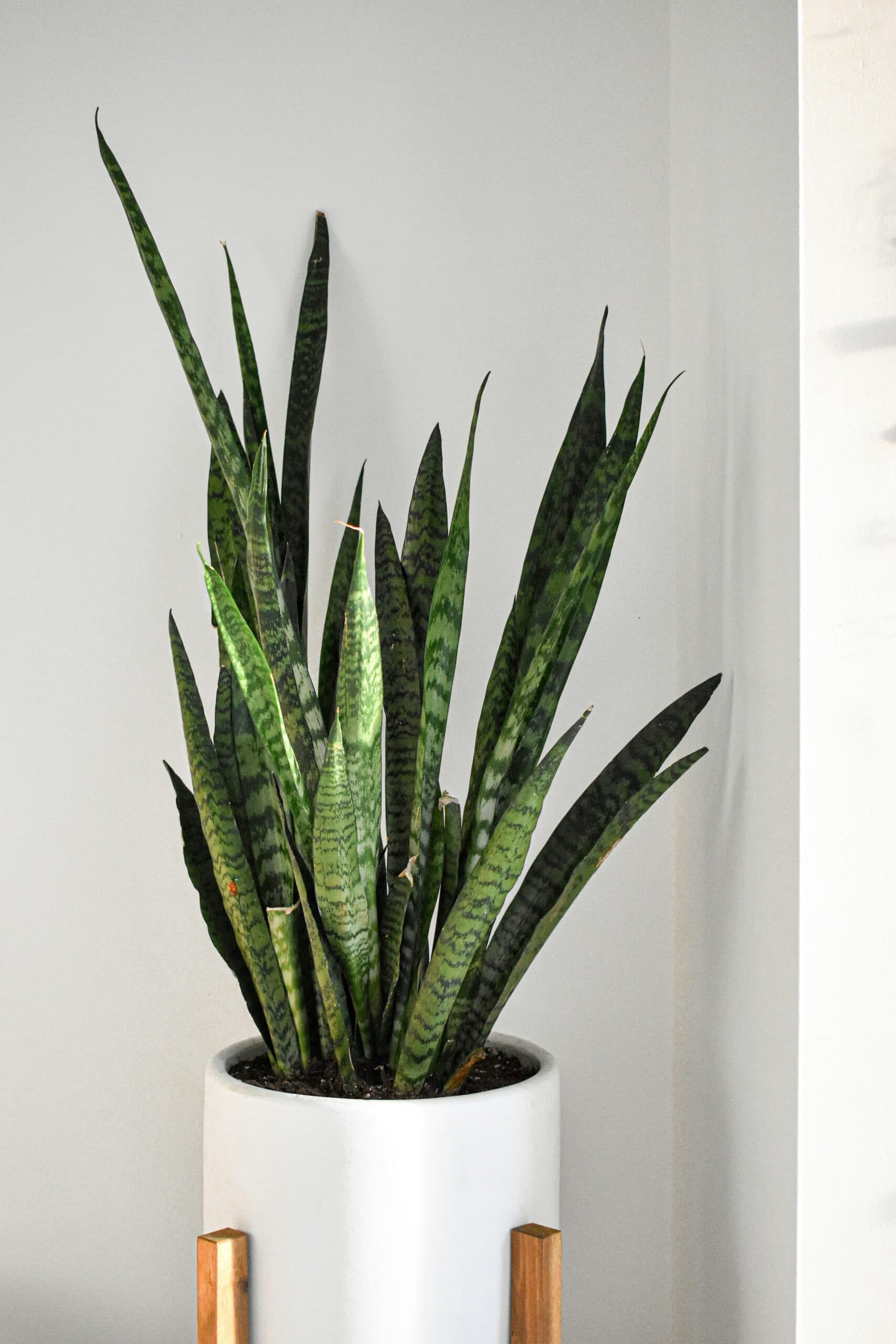 Snake Plant (Small)