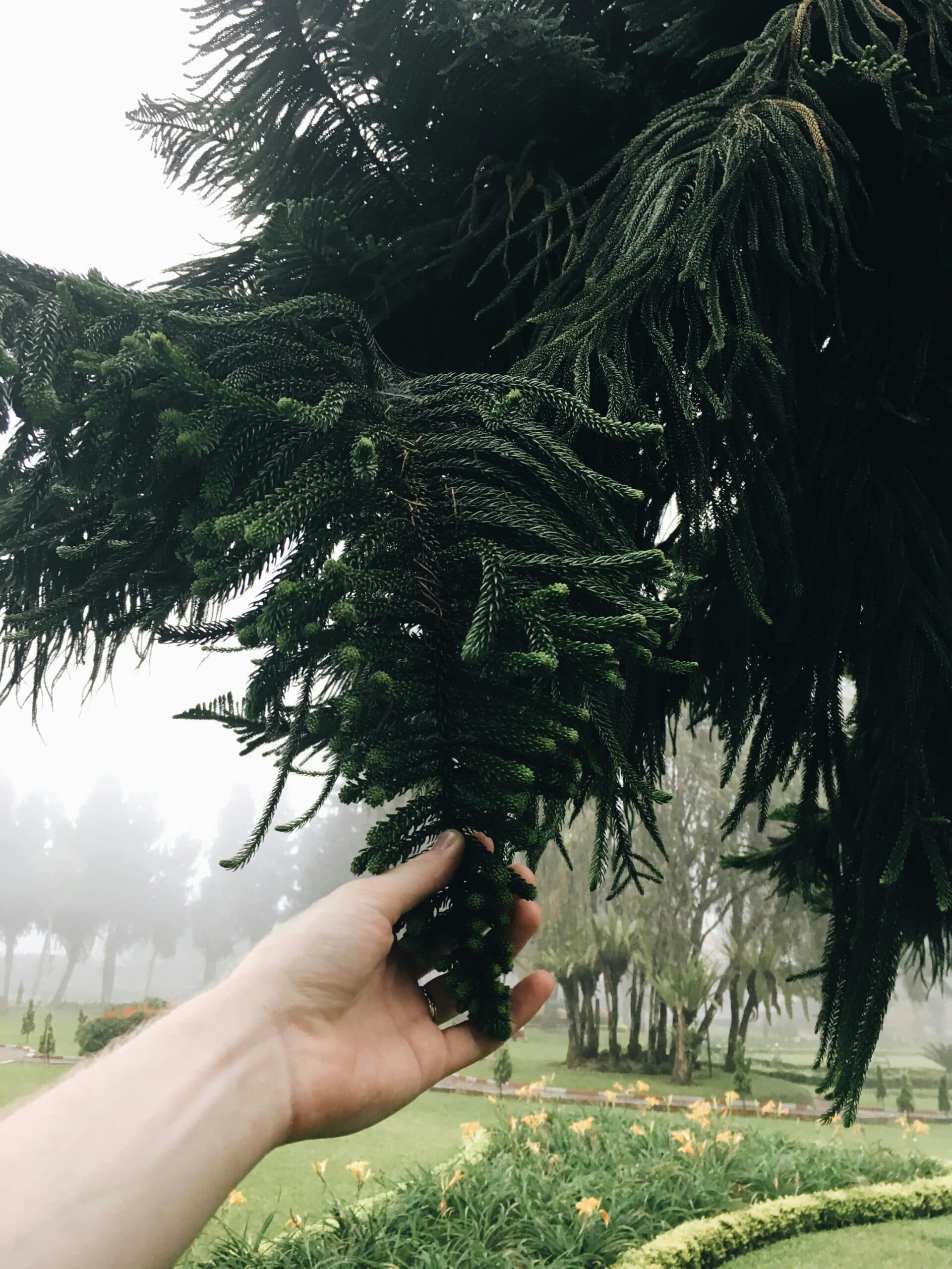 Araucaria (Big)